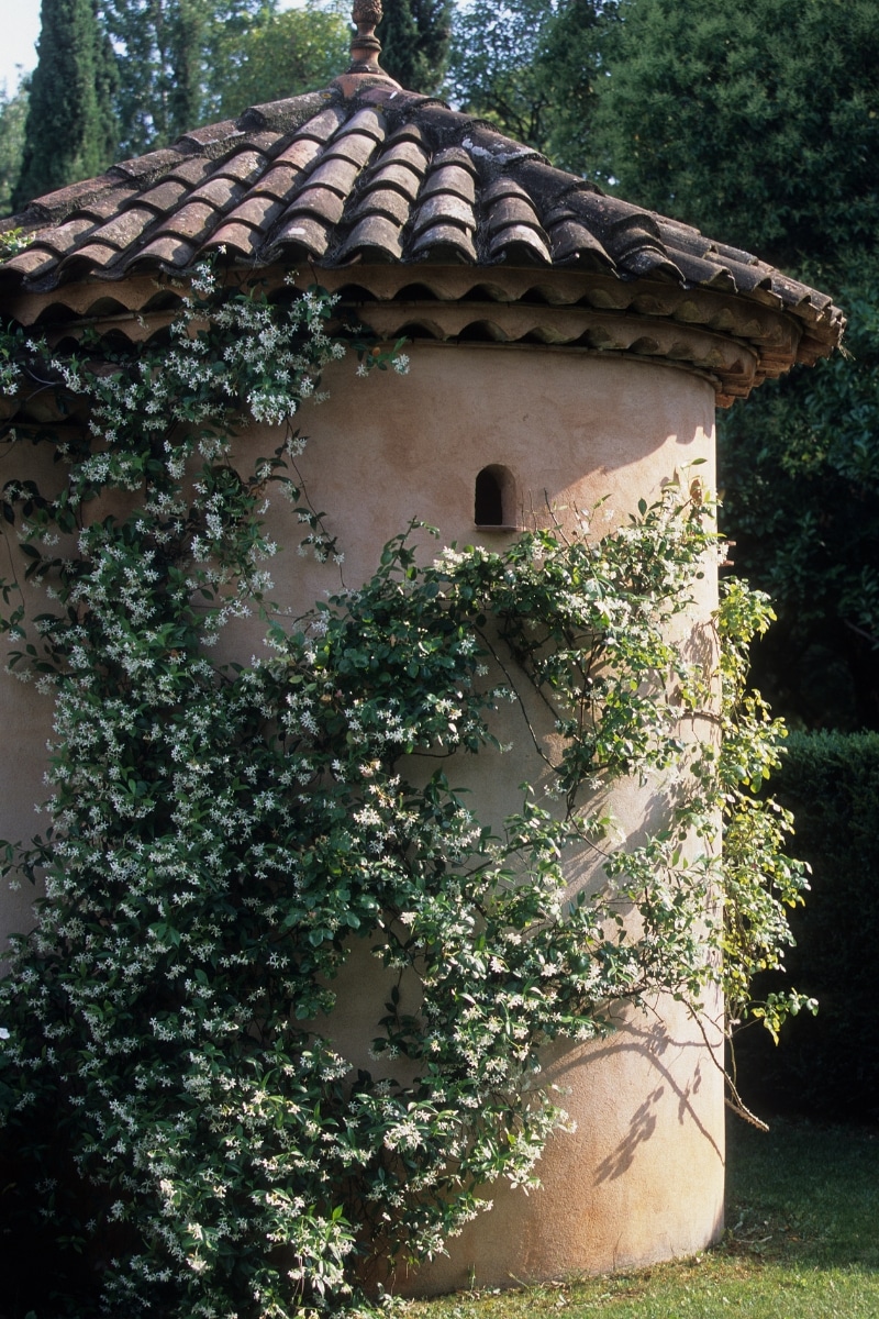 Le jasmin parfumé