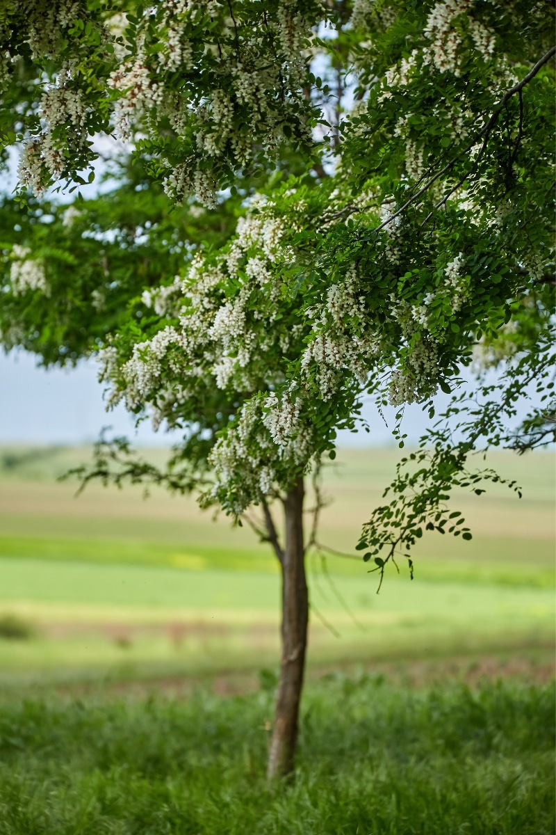 Le Robinier faux-acacia