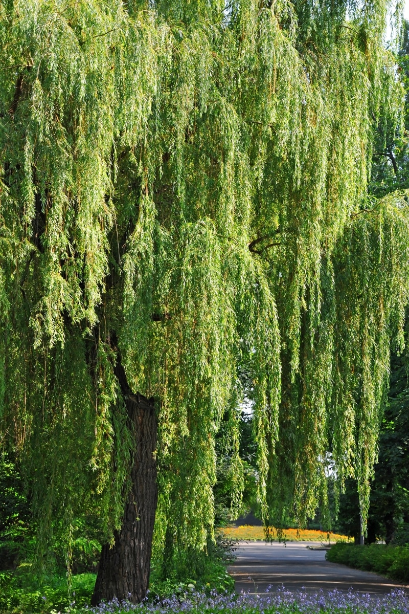 Le saule pleureur