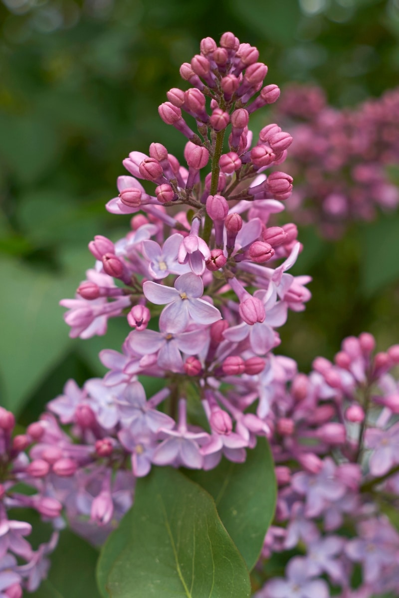 Le Syringa vulgaris, variété de lilas au jardin