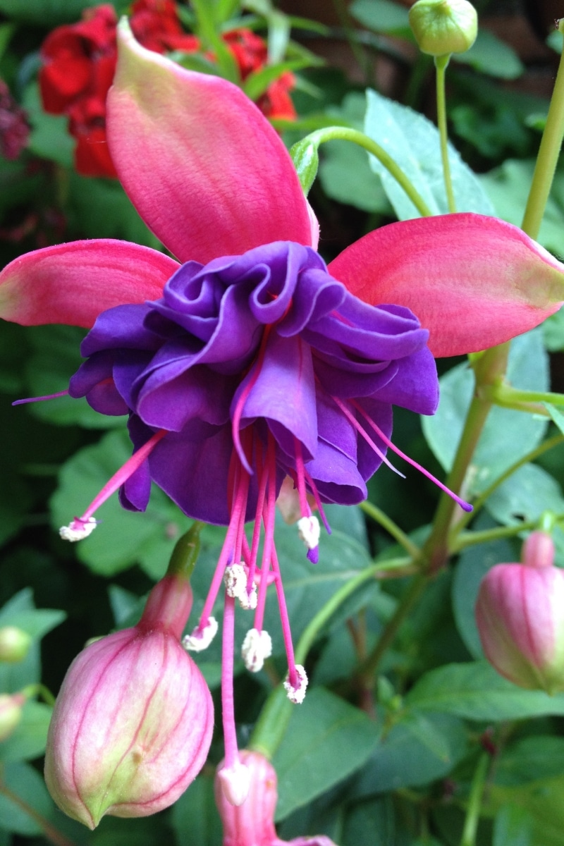 Le Fuchsia Deep Purple