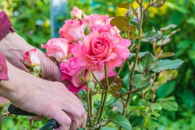 Les 5 signes infaillibles qu'il est temps de tailler vos rosiers remontants
