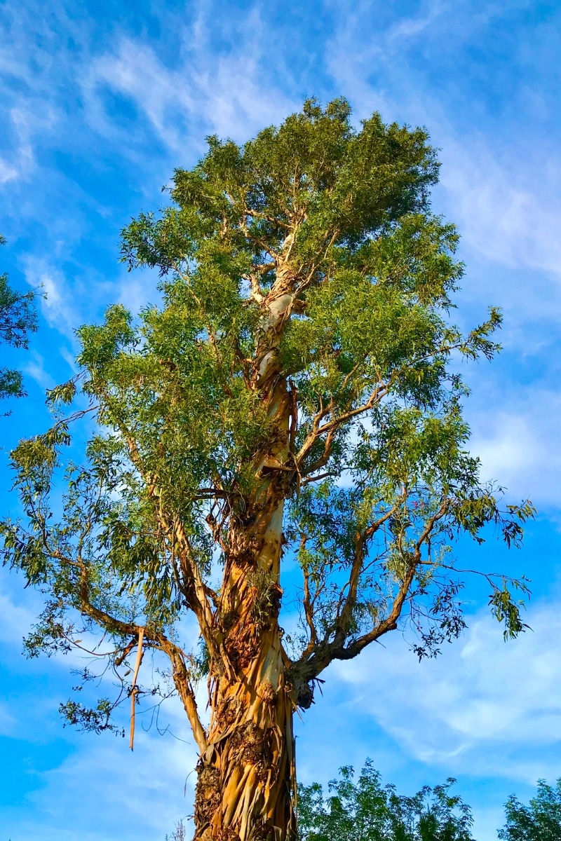 L'eucalyptus