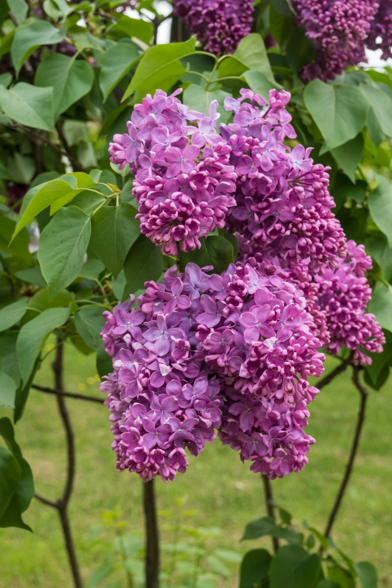 Lilas au jardin