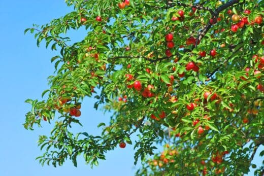 À épingler : Taille du mirabellier en hiver : suivez ces conseils simples pour booster votre récolte cet été !