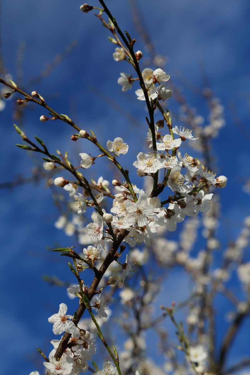 Mirabellier en fleur