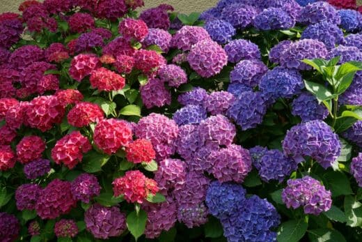 À épingler : Comment ne plus rater la culture des hortensias ?
