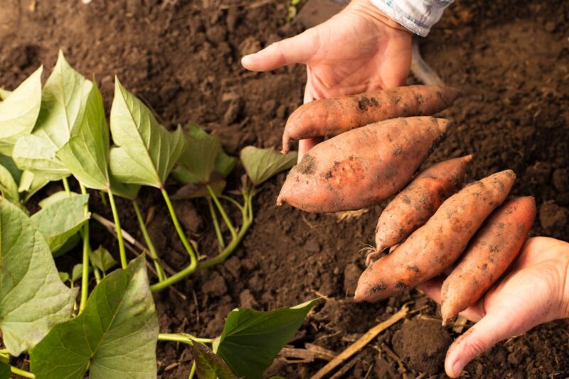 Patate douce étapes clés pour en cultiver facilement chez vous — free download