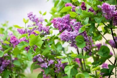 Planter des lilas au jardin