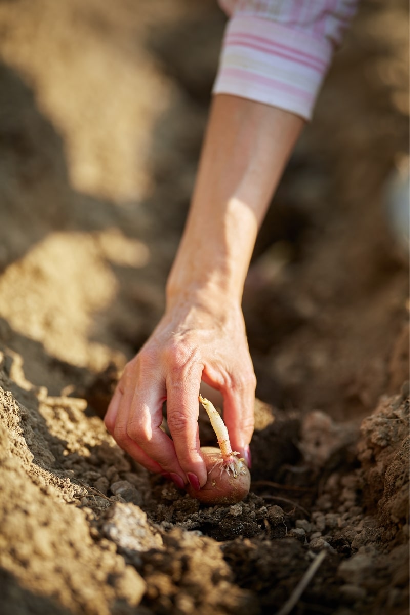 Planter des pommes de terre