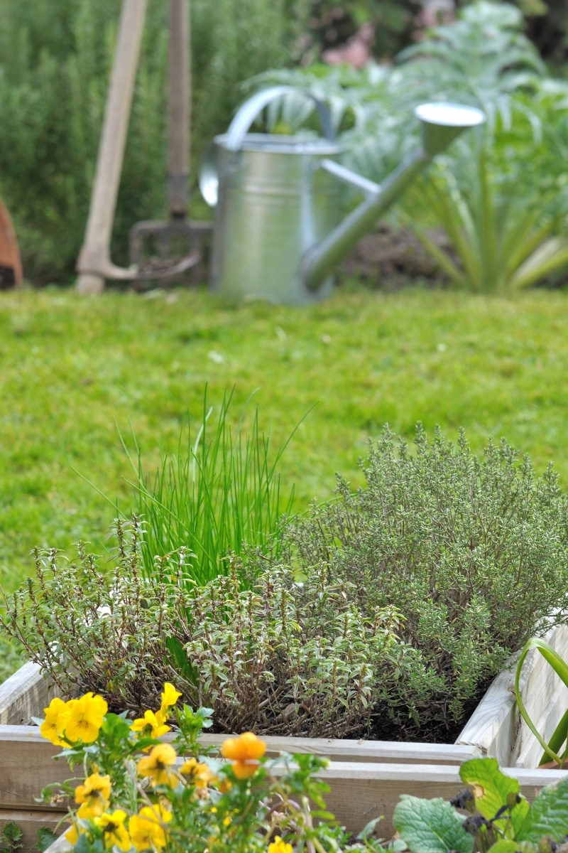 Plantes aromatiques au jardin