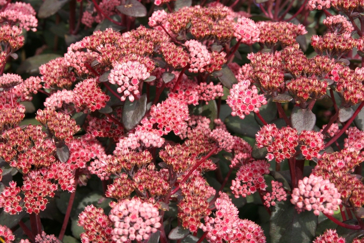 De mooiste vetplanten met roze bloemen om uw tuin mee te verfraaien!