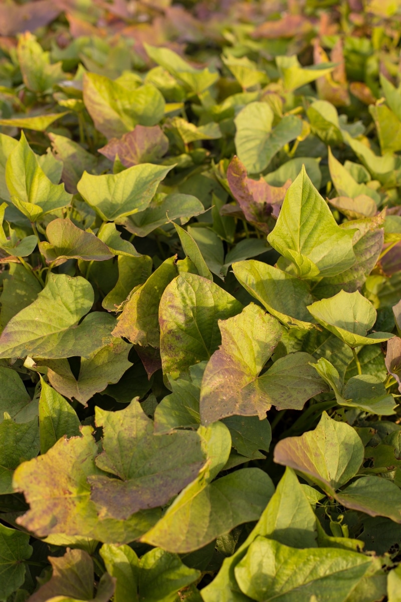 plants de patate douce au jardin