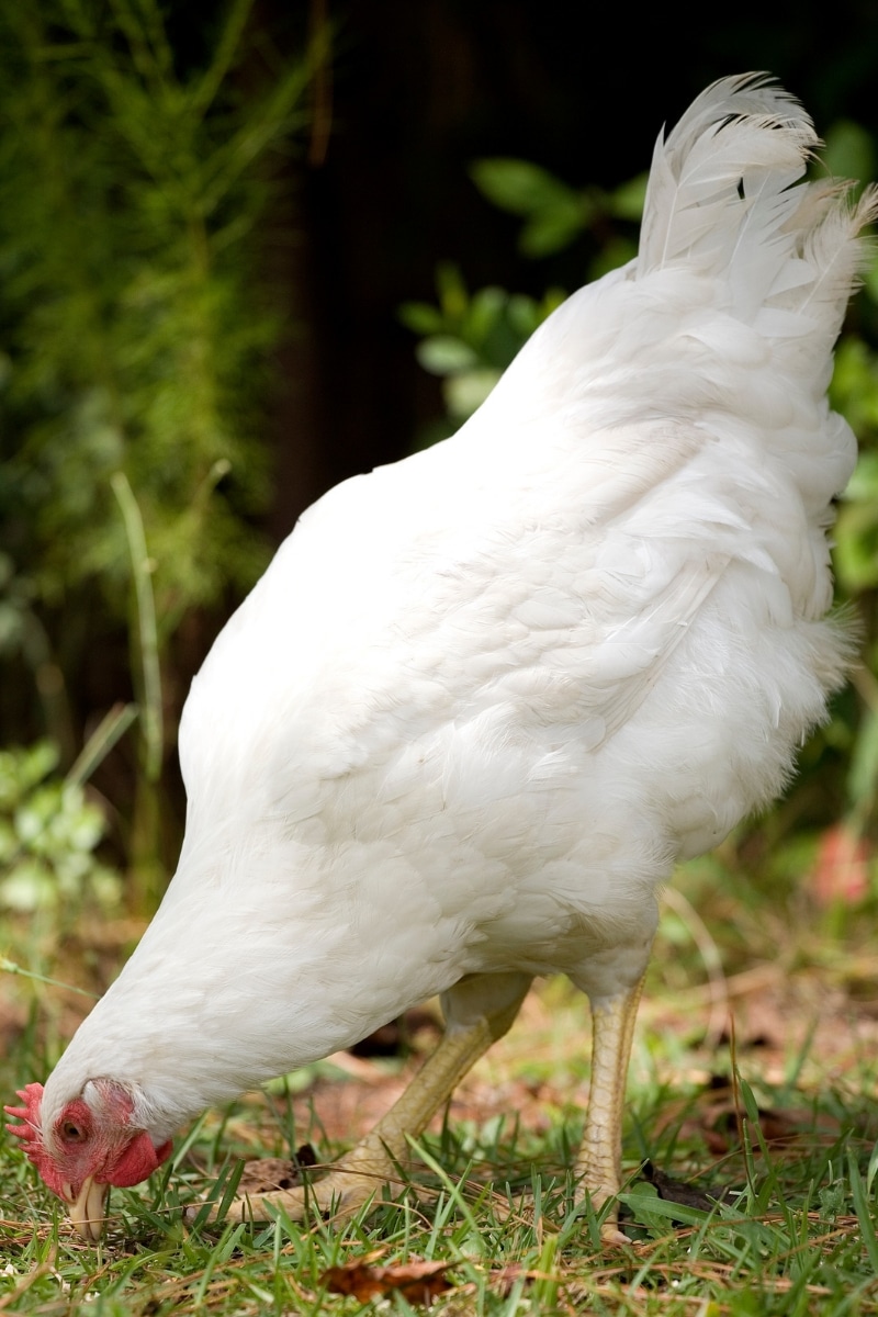 Poule à la recherche de nourriture