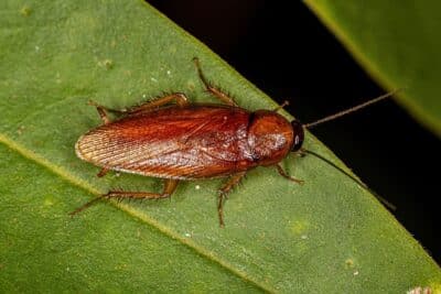 Pourquoi le cafard de jardin rentre dans la maison ? Les cafards de jardin, ces créatures rampantes que l’on trouve communément dans nos espaces extérieurs, ont parfois la fâcheuse habitude de s’inviter à l’intérieur de nos demeures. Cet article explore les raisons de cette intrusion indésirable et met en lumière des stratégies pour empêcher leur entrée. Le cafard de jardin : un profil détaillé Le cafard de jardin est une espèce qui, contrairement à ses cousins urbains, préfère les milieux humides et riches en végétation. Ces insectes sont attirés par les jardins à cause de la disponibilité abondante de nourriture et d'abris. Cependant, certaines conditions les poussent à quitter cet environnement pour explorer nos intérieurs. Ils se nourrissent de matières organiques en décomposition, ce qui les conduit souvent près des habitations humaines où les déchets organiques ne manquent pas. La proximité des zones résidentielles à leurs habitats naturels facilite leur transition vers les intérieurs. Les changements de saison, en particulier l’arrivée de temps plus froids ou plus secs, peuvent inciter ces cafards à chercher refuge dans des endroits plus chauds et humides, nos maisons étant des candidats idéaux. La maison : un refuge idéal pour le cafard Les raisons pour lesquelles les cafards de jardin entrent dans les maisons sont multiples. Principalement, ils recherchent un abri confortable contre les intempéries et les températures extrêmes. Nos maisons offrent également des sources de nourriture et d'eau, essentielles à leur survie. Une fois à l'intérieur, ils trouvent souvent des conditions similaires à celles de leur habitat naturel, notamment dans les cuisines, les salles de bains, et les sous-sols. Ces zones leur fournissent tout ce dont ils ont besoin pour prospérer, loin des prédateurs naturels. Les ouvertures comme les fissures dans les fondations, les espaces sous les portes, et les fenêtres mal isolées servent de points d'entrée pour ces intrus. La gestion inadéquate des déchets et le manque d'entretien des jardins peuvent également les attirer vers et dans nos maisons. Comment les cafards trouvent-ils leur chemin ? Les cafards de jardin utilisent diverses méthodes pour infiltrer nos maisons. Ils exploitent les moindres failles dans notre défense : une porte entrouverte, une fenêtre sans moustiquaire, ou même des tuyaux et des câbles entrant dans la maison peuvent servir de voies d'accès. Inspectez régulièrement les fondations de votre maison à la recherche de fissures ou d'ouvertures. Gardez les portes et les fenêtres fermées ou équipées de moustiquaires en bon état. Maintenez une bonne hygiène autour de votre propriété en éliminant les sources de nourriture et d'eau. L'éclairage extérieur peut également les attirer. Utiliser des ampoules à faible attraction pour les insectes ou positionner l'éclairage de manière à ce qu'il n'illumine pas directement la maison peut réduire le risque d'intrusion. Prévention et contrôle : garder les cafards à l'extérieur Pour empêcher les cafards de jardin de pénétrer dans nos maisons, il est crucial d'adopter une stratégie de prévention efficace. Cela passe par l'entretien régulier de l'extérieur de la maison et par la réduction des attractions potentielles. L'assainissement du jardin, l'élimination des débris et des feuilles mortes, et le stockage correct des déchets organiques sont des mesures essentielles. Réduire l'humidité autour de la maison, notamment en réparant les fuites et en assurant un bon drainage, peut également décourager leur présence. L'utilisation de produits répulsifs naturels ou chimiques, appliqués stratégiquement autour de la maison, peut servir de barrière supplémentaire. Cependant, ces méthodes doivent être utilisées avec prudence pour éviter de nuire à l'environnement ou à la faune bénéfique. Solutions naturelles et durables Pour ceux qui préfèrent éviter les pesticides, il existe plusieurs solutions naturelles pour dissuader les cafards de jardin d'entrer dans la maison. Les huiles essentielles, comme celles de lavande, de menthe poivrée, et d'eucalyptus, sont connues pour leur efficacité répulsive contre de nombreux insectes. Utilisez des diffuseurs d'huiles essentielles dans les zones d'entrée. Plantez des herbes répulsives autour de votre maison, comme de la citronnelle et du basilic. Employez des barrières physiques, comme des bandes de cuivre ou du sable diatomacé, autour des points d'entrée potentiels. Ces méthodes, combinées à une bonne hygiène et à des pratiques de jardinage responsables, peuvent grandement contribuer à maintenir votre maison libre de cafards de jardin sans recourir à des solutions toxiques.