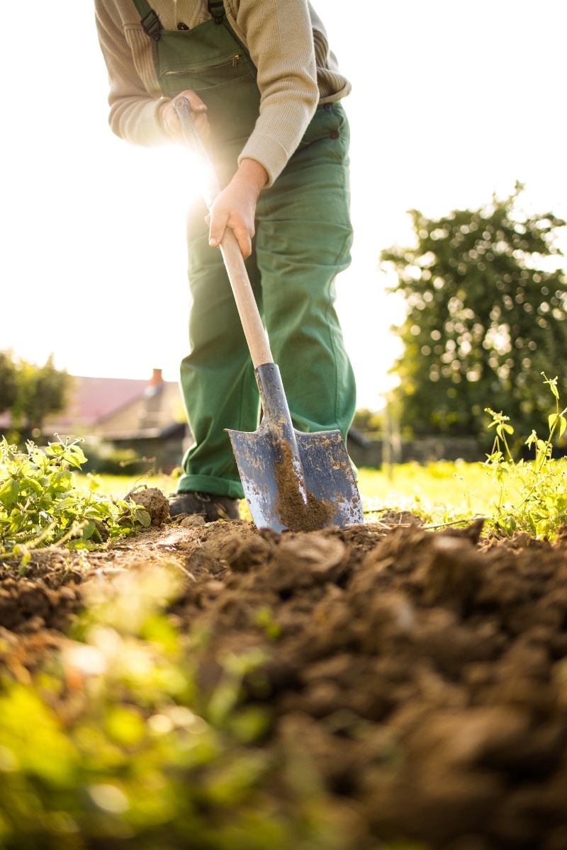 Préparer son potager en février