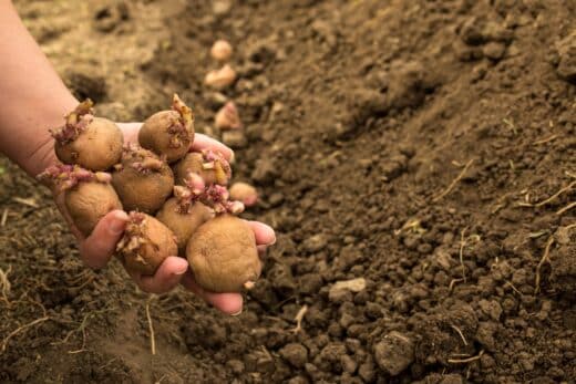 À épingler : Réussir sa culture de pommes de terre : choix de variétés et techniques de plantation
