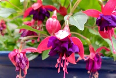 Quand tailler les fuchsias