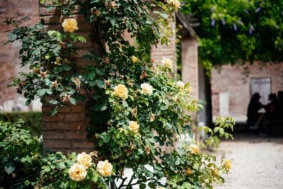 Quel arbuste à fleurs jaunes choisir pour un jardin éblouissant ?