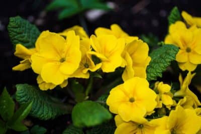 Quelles sont les plantes à fleurs jaunes qui fleurissent dès le début du printemps ?