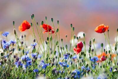 Quelles sont les plus belles fleurs de printemps sauvage