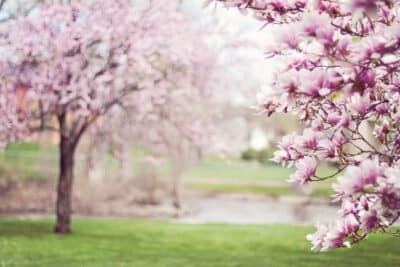 Quels sont les arbres aux plus belles fleurs roses ?