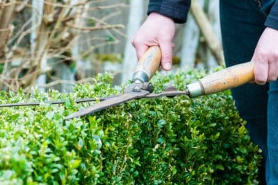 Restaurer la haie vieillissante de votre jardin