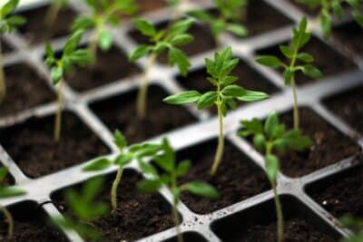 Réussir les semis de tomates