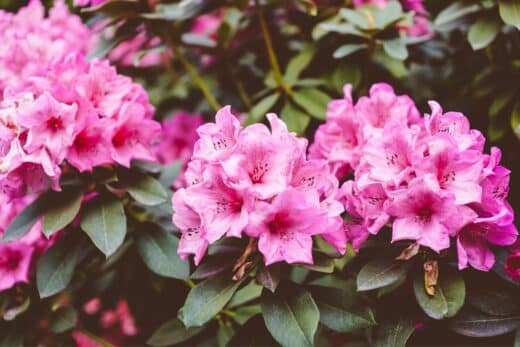 À épingler : Quand tailler votre rhododendron ? Conseils pratiques pour une belle floraison !