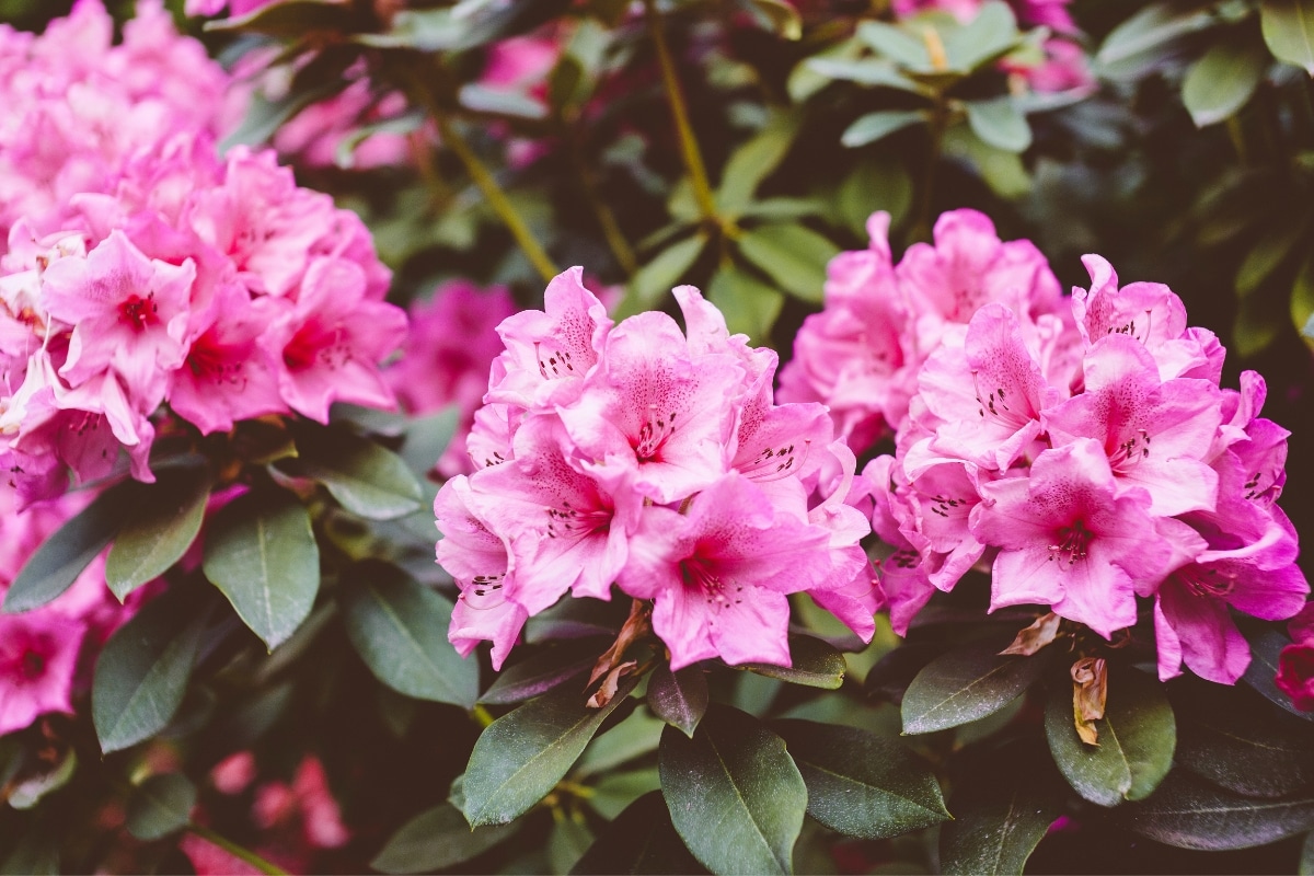 rhododendron au jardin