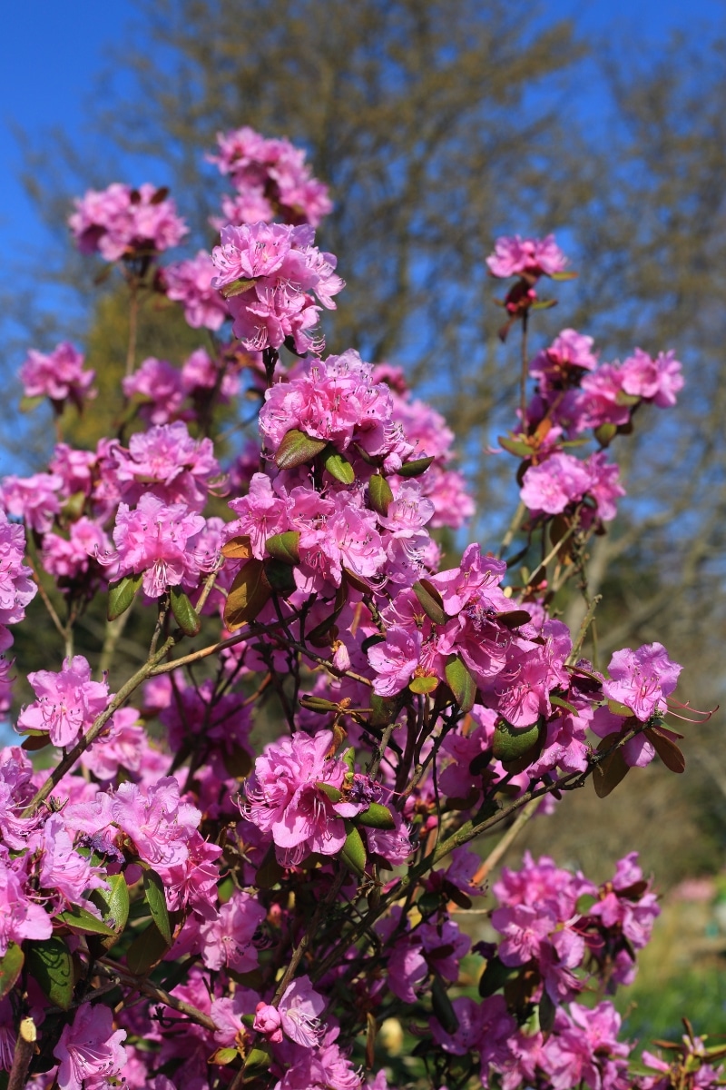 rhododendron