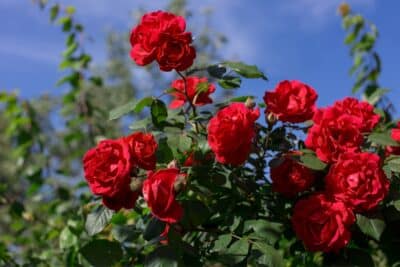 Rosiers au jardin