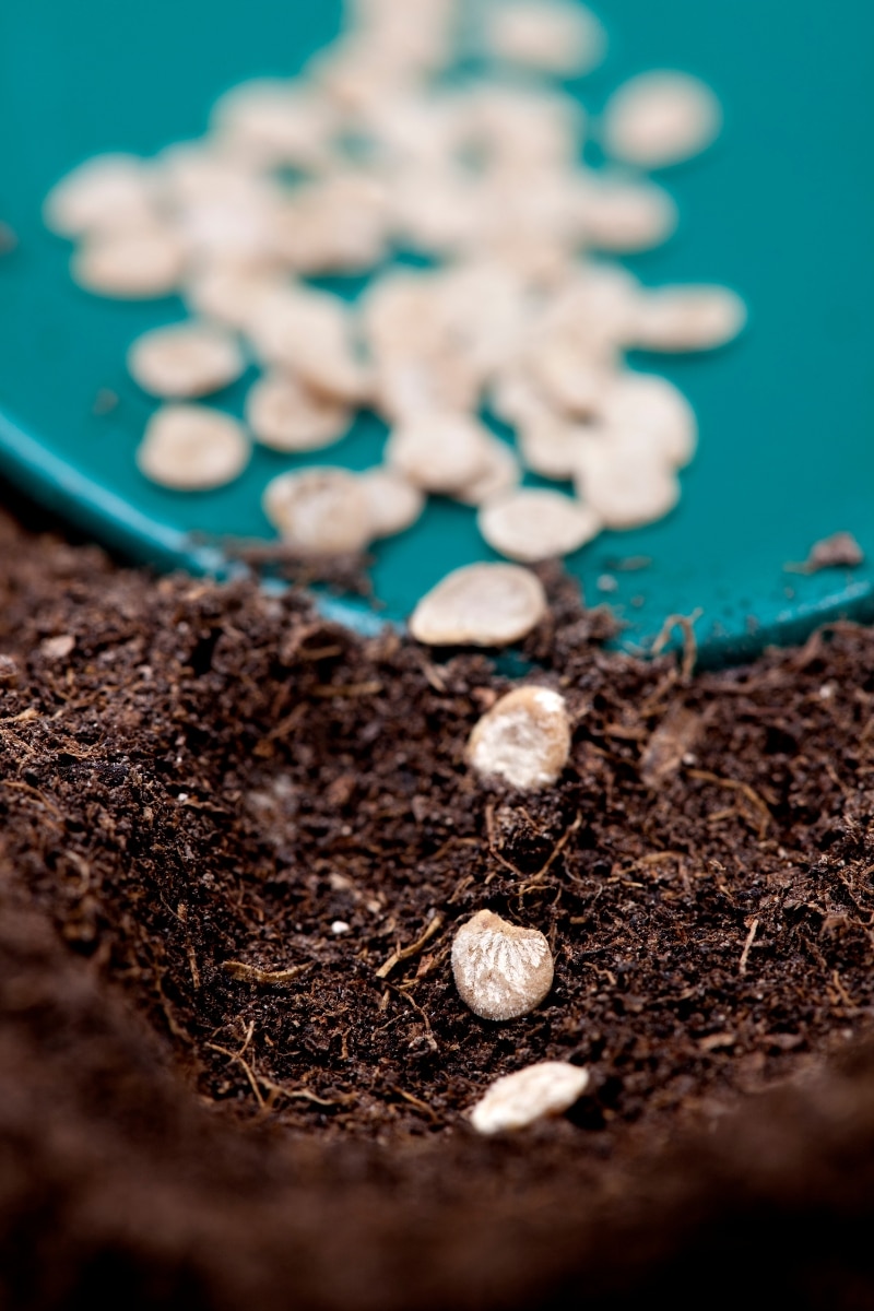 Semer des graines de tomates