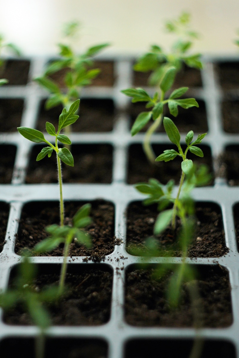 Semis de tomates