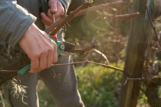 À épingler : Voici ce qu’il faut tailler absolument dans votre jardin en février !