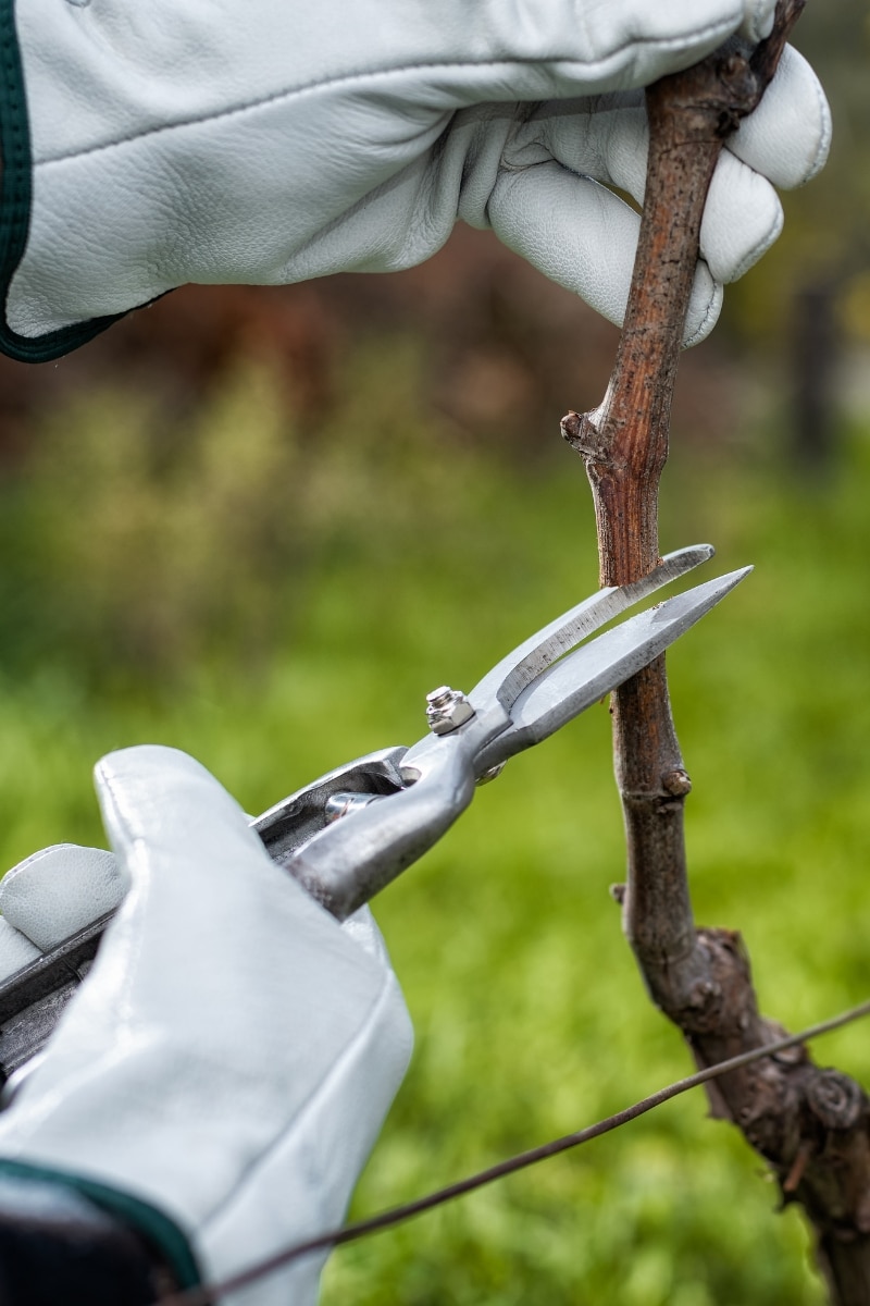 Tailler la vigne