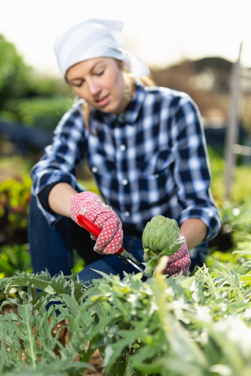 Tailler les feuilles de l'artichaut