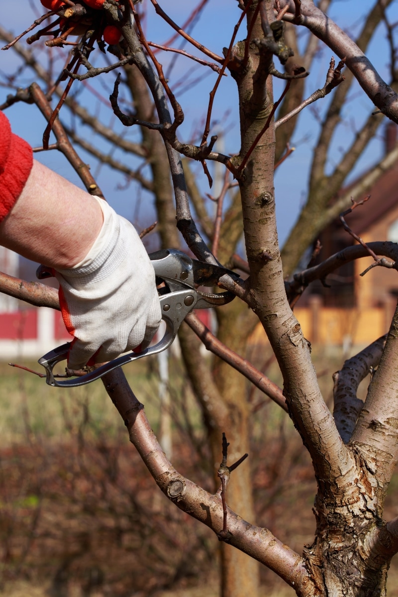 Tailler un arbre fruitier