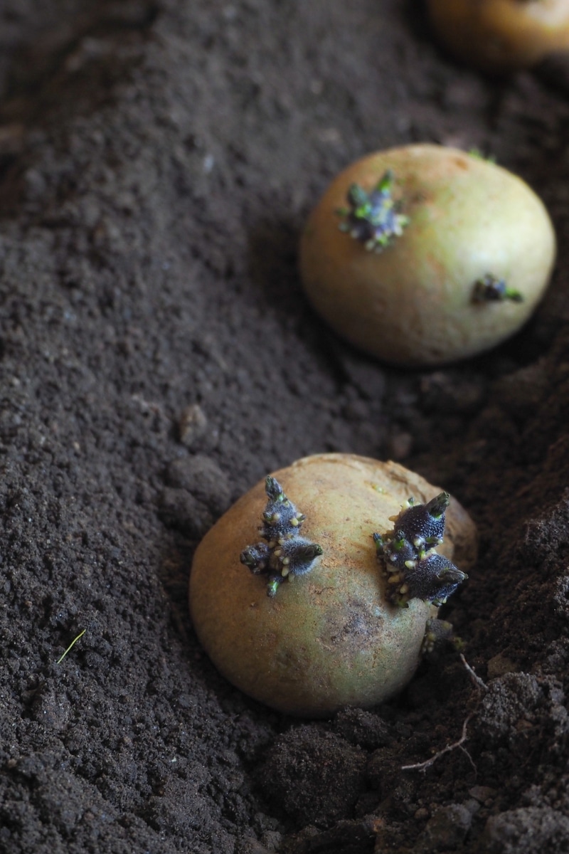 Tubercules de pommes de terre