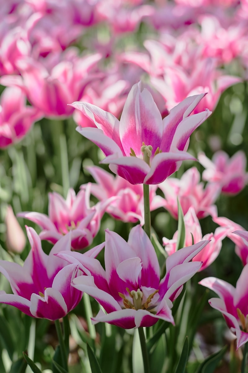Tulipes à fleur de lys