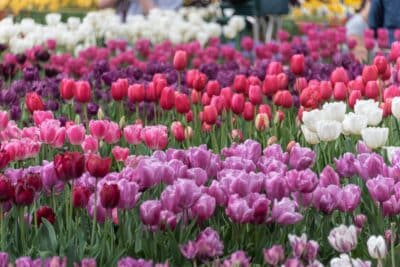 Tulipes au jardin