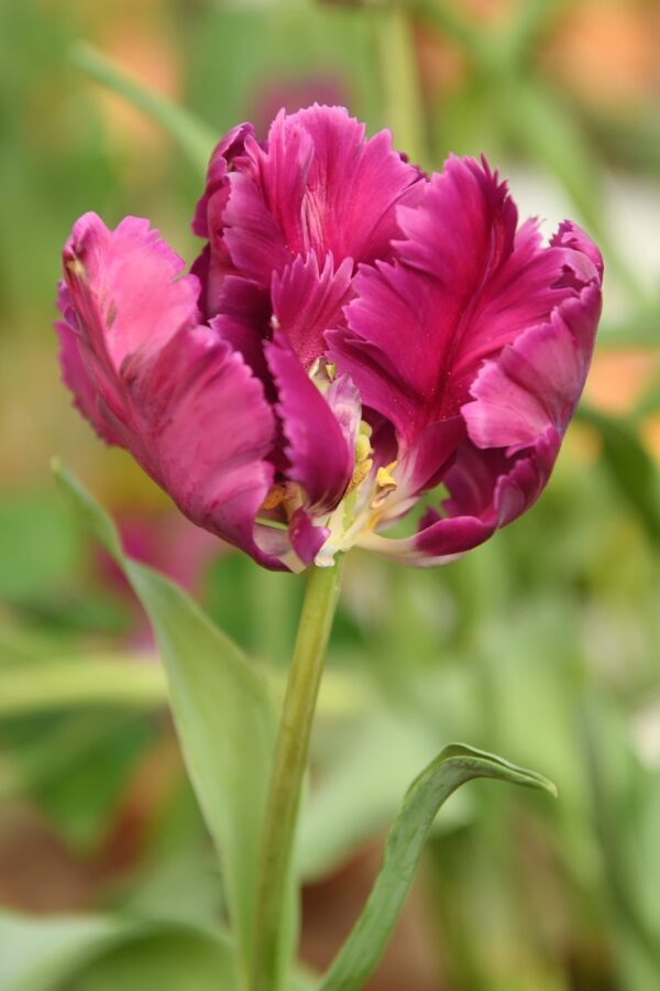 8 Bulbes Tulipes Perroquet 'Apricot Parrot' - Circonférence 12/+ Cm, Floraison Garantie - 10