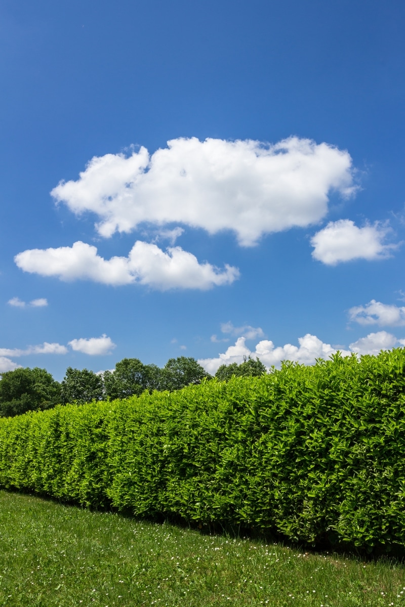 Une haie de jardin