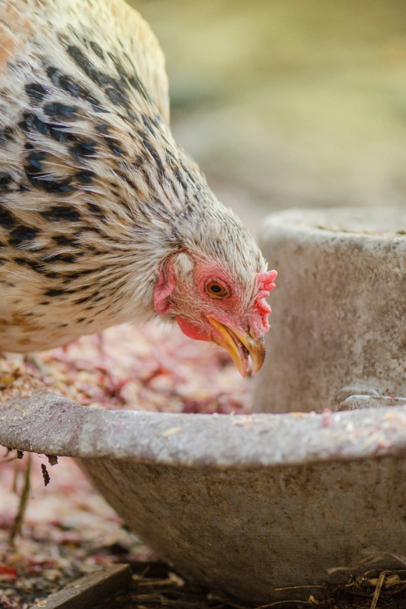 Une poule