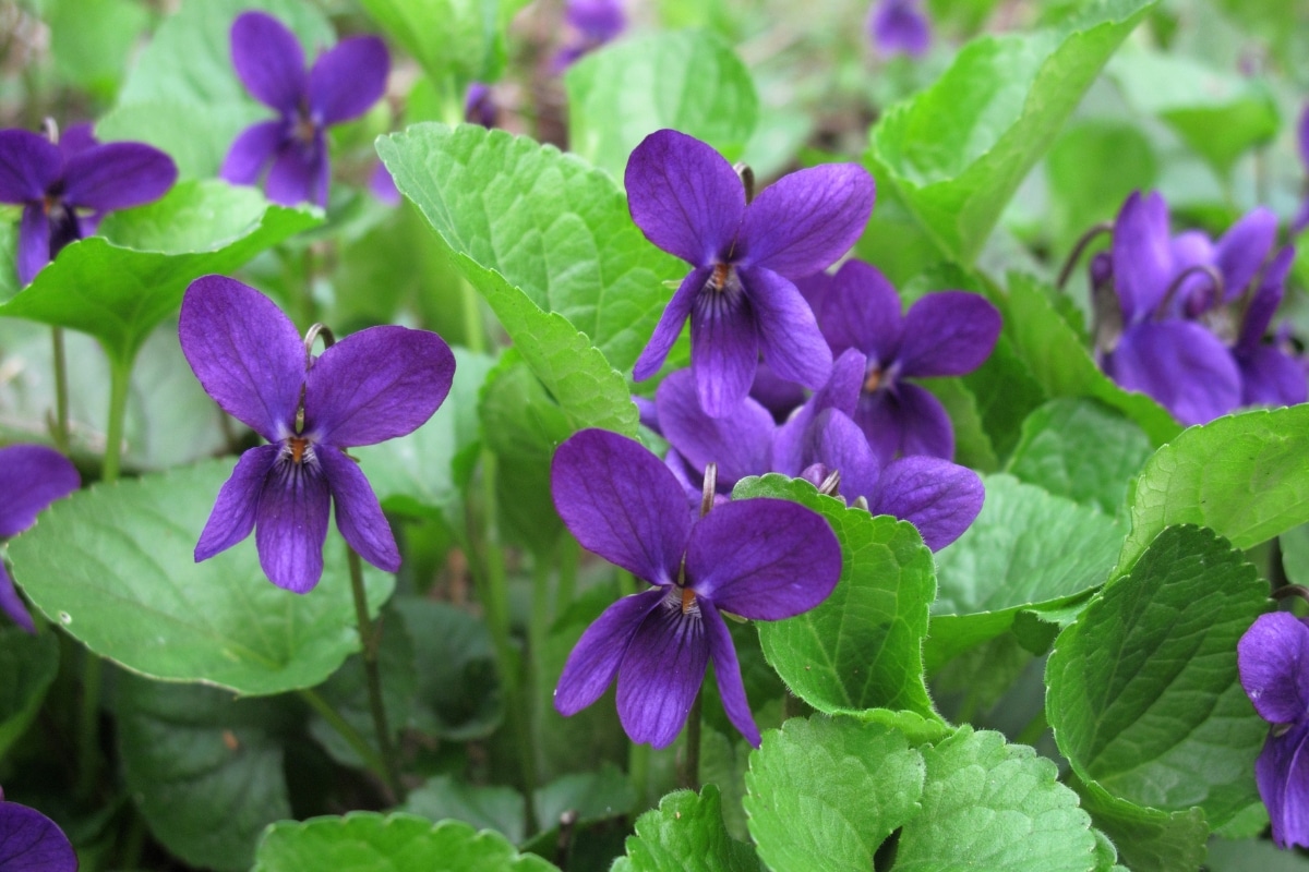 Violette au jardin