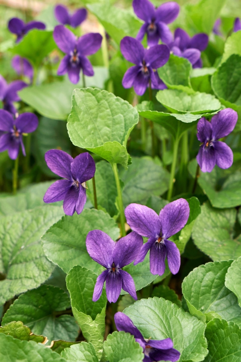 Violettes au jardin