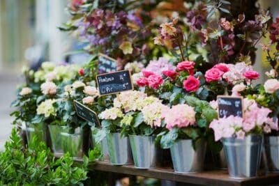 4 fleurs de Pâques à offrir pour embellir les intérieurs durant cette occasion