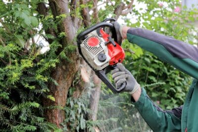 Abattage d'un arbre au jardin