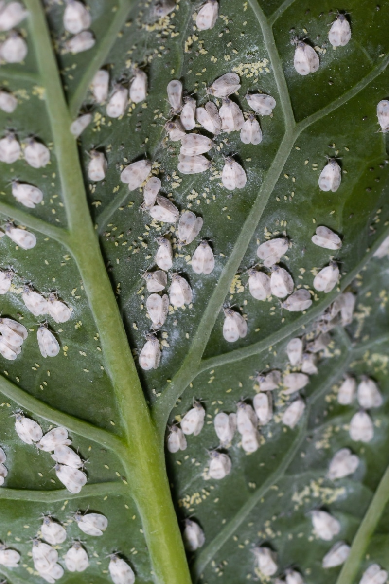 Aleurode sur une feuille de chou