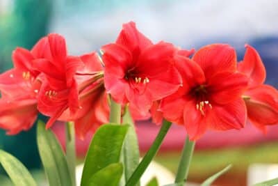 Amaryllis